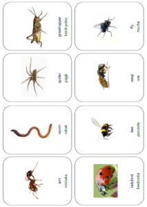 Snap Cards - Insects