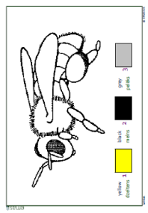 Colouring Sheet - Bee